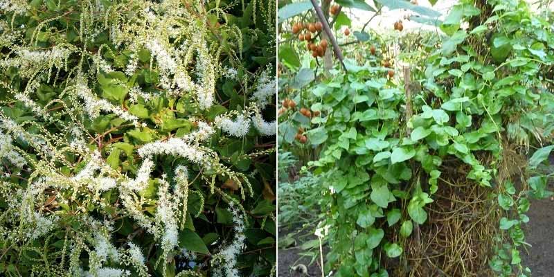 Hiverner une Liane de Madère ou Anredera cordifolia