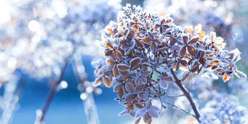 Hortensia en hiver