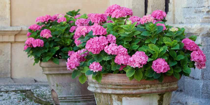 Hortensias en pot : comment les protéger du froid ?