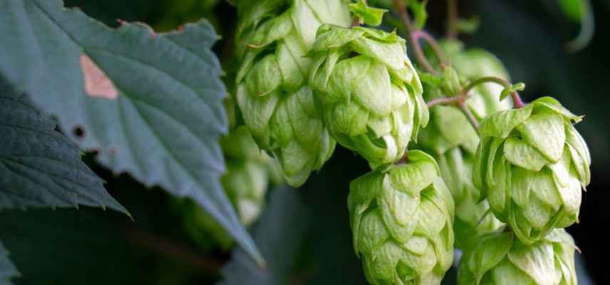 quel houblon pour biere aromatique florale 