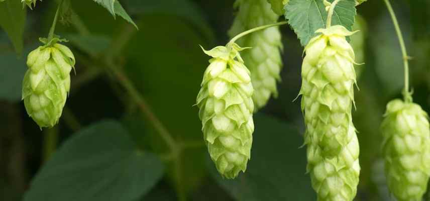 quel houblon pour fabriquer sa biere maison