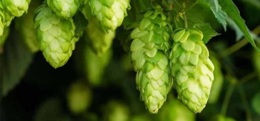 houblon anglais