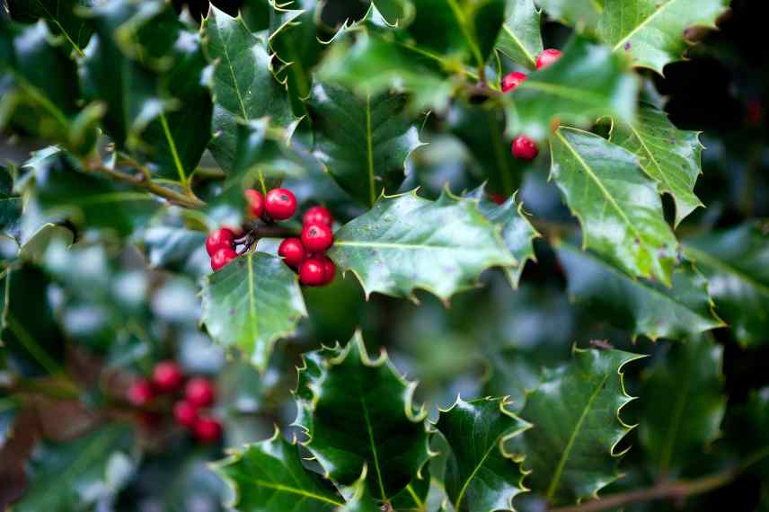 plantes rituelles croyances legendes bienfaisantes