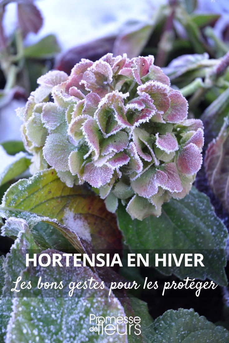 Hortensia, Hydrangea : comment le protéger du froid en hiver ?