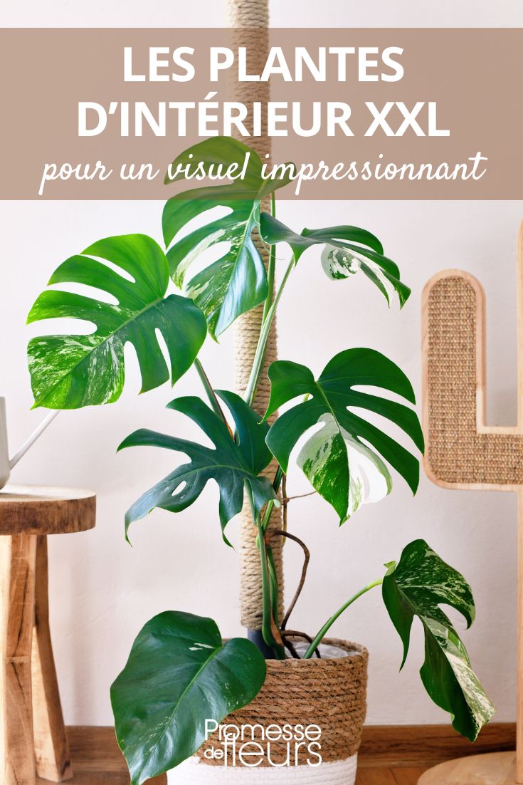 Plantes d'intérieur XL → fraîches du producteur 