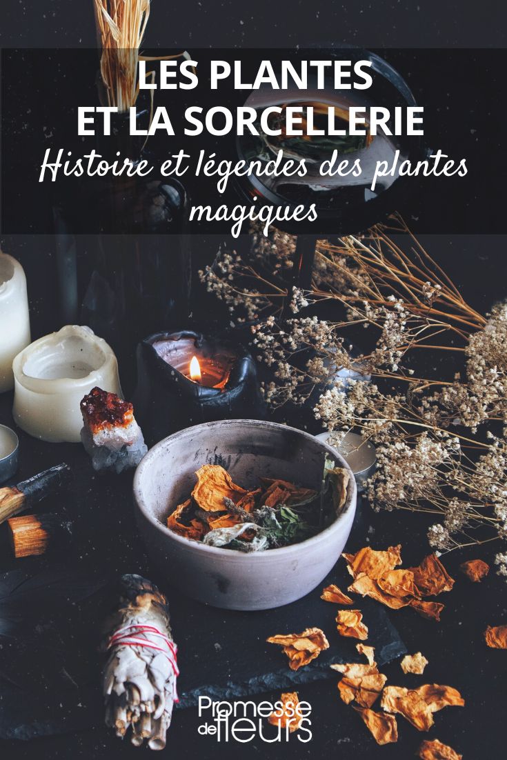 Histoire et légendes des plantes magiques