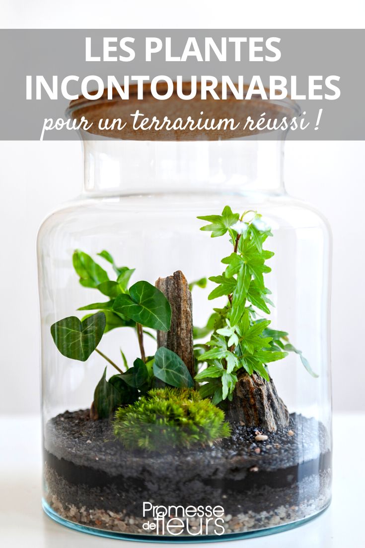 Bien choisir ses plantes d'intérieur pour terrarium - Blog Promesse de  fleurs