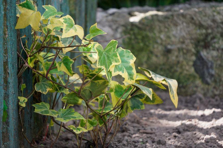 Hedera helix 