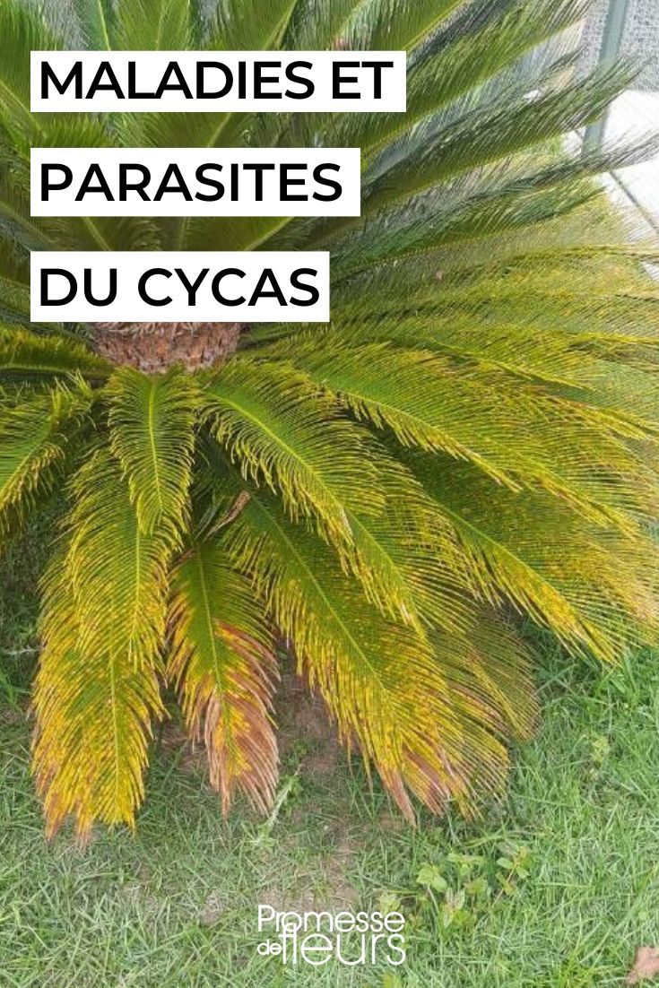 Cycas ou Sagou du Japon