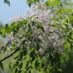 Melia - Margousier : planter et cultiver