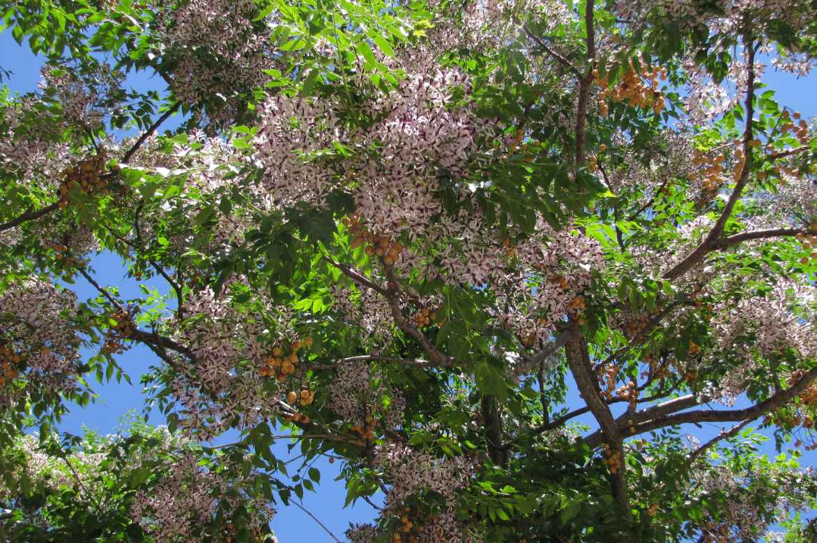 melia margousier faux neem