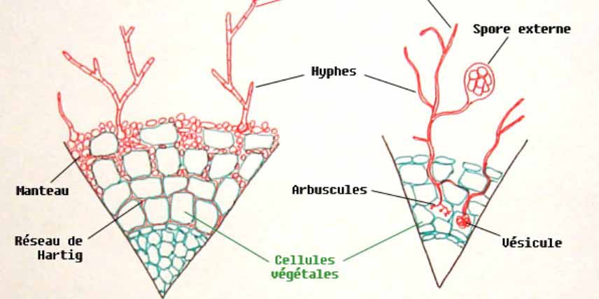 Les différents types de mycorhizes