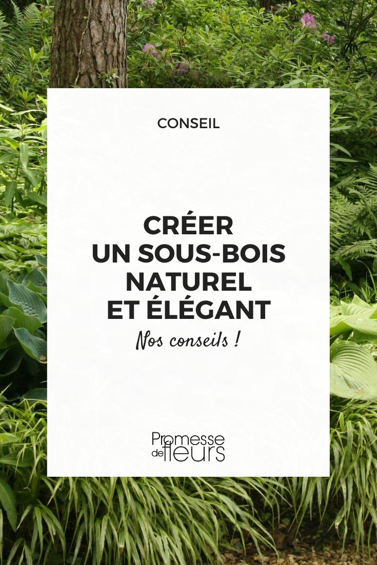 Nos conseils et inspirations pour composer un sous-bois de rêve