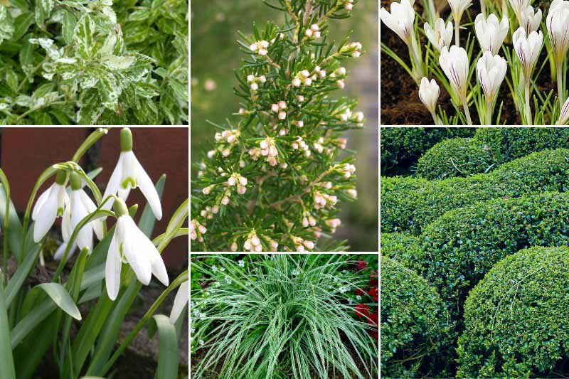Inspiration pour associer la bruyère d'hiver Erica arborea 'Alpina