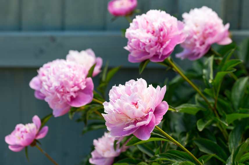 pivoine rose