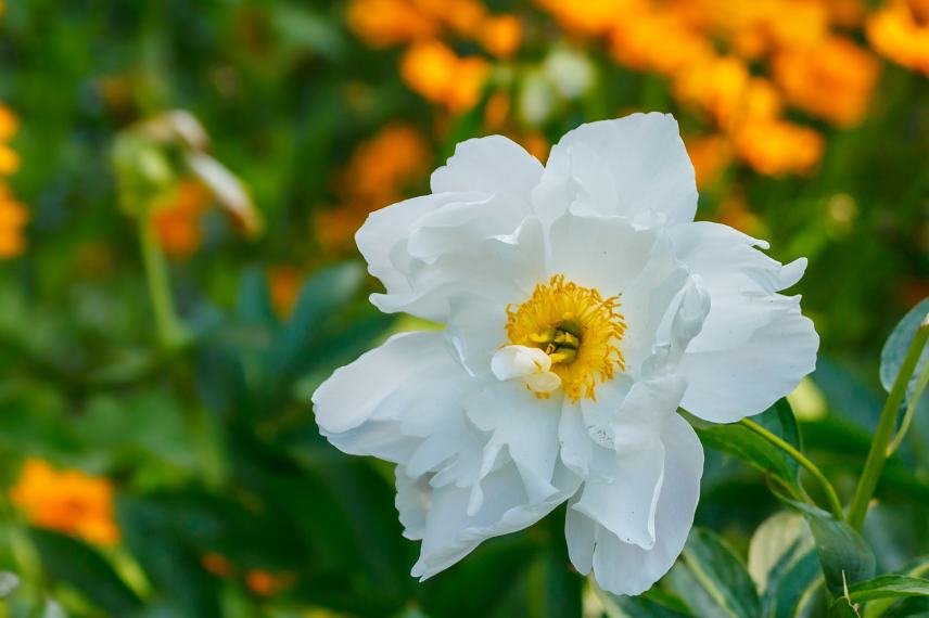 pivoine botanique