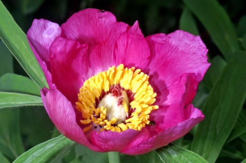 pivoine botanique