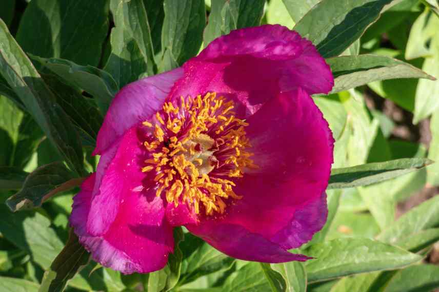 pivoine rouge, pivoine botanique