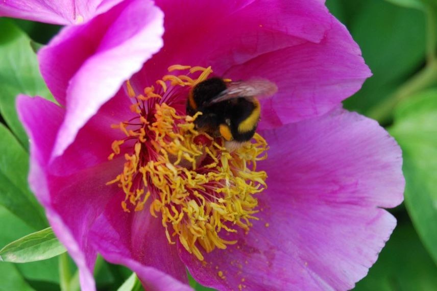 paeonia mascula