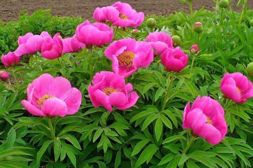 paeonia officinalis