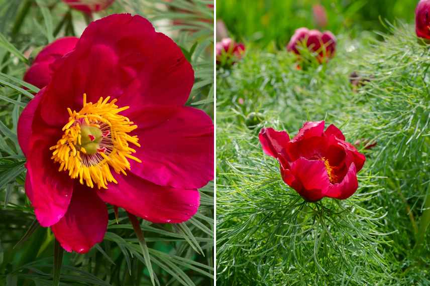 pivoine fleurs rouge botanique