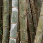 Le mystère de la floraison du Bambou henon : un événement rare et des conséquences inattendues
