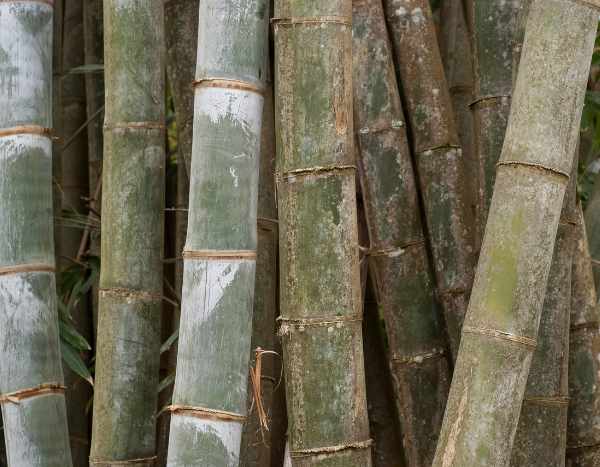 Le mystère de la floraison du Bambou henon : un événement rare et des conséquences inattendues