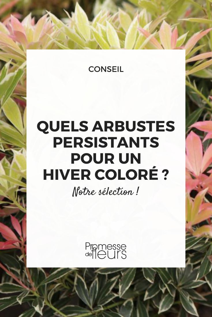 Quels arbustes persistants pour un hiver coloré ?