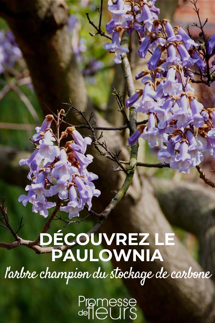 Paulownia biodiversité et capture carbone