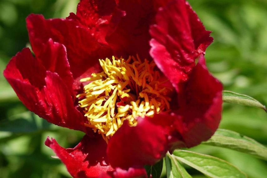 paeonia hybride