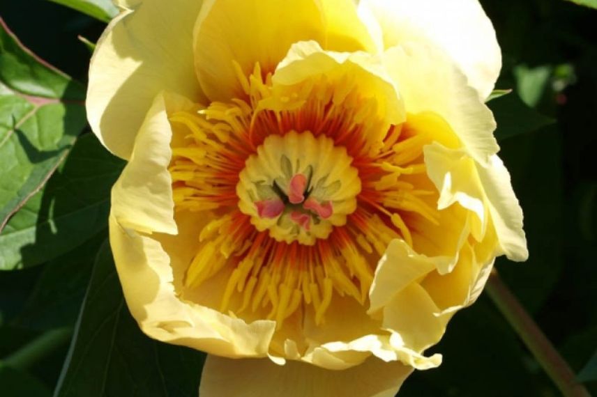 paeonia itoh