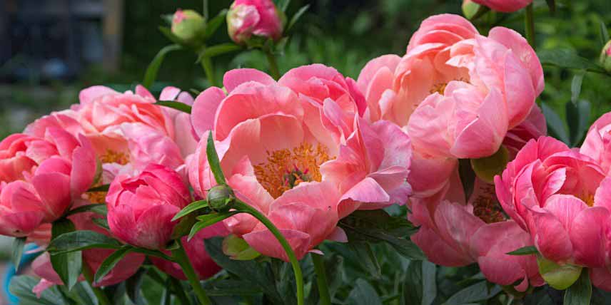 Pivoine à fleurs globuleuses rose orangé