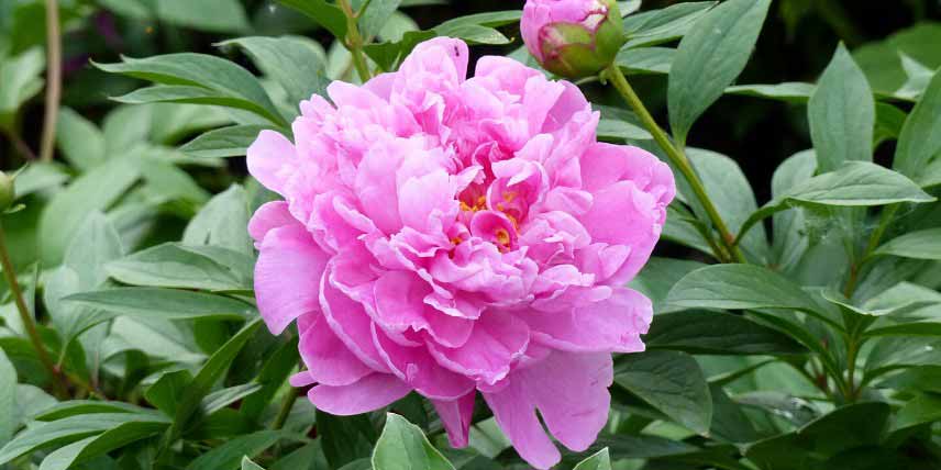 Pivoine à fleurs doubles, rose tendre