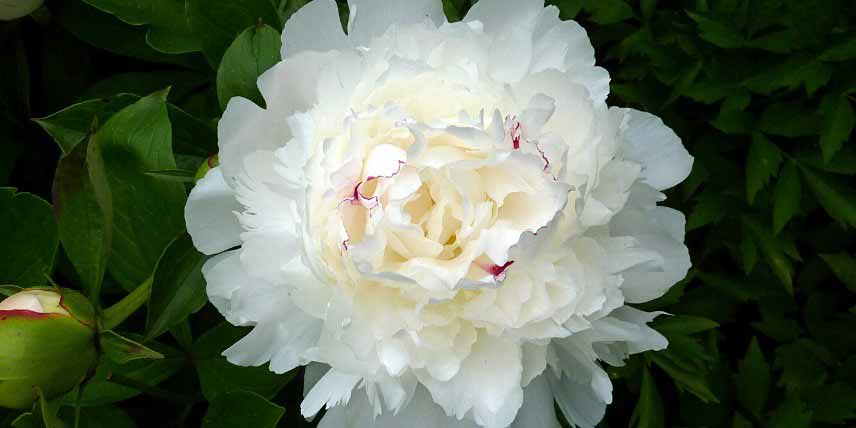 Pivoine à fleurs blanches et doubles pour bouquet