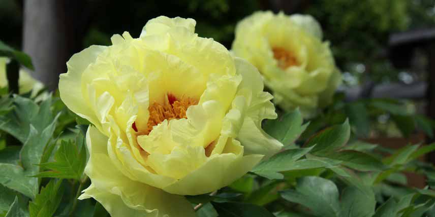 Pivoine jaune pour bouquet