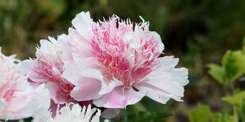 Pivoine rose tendre pour bouquet