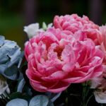 Les meilleures pivoines pour bouquets