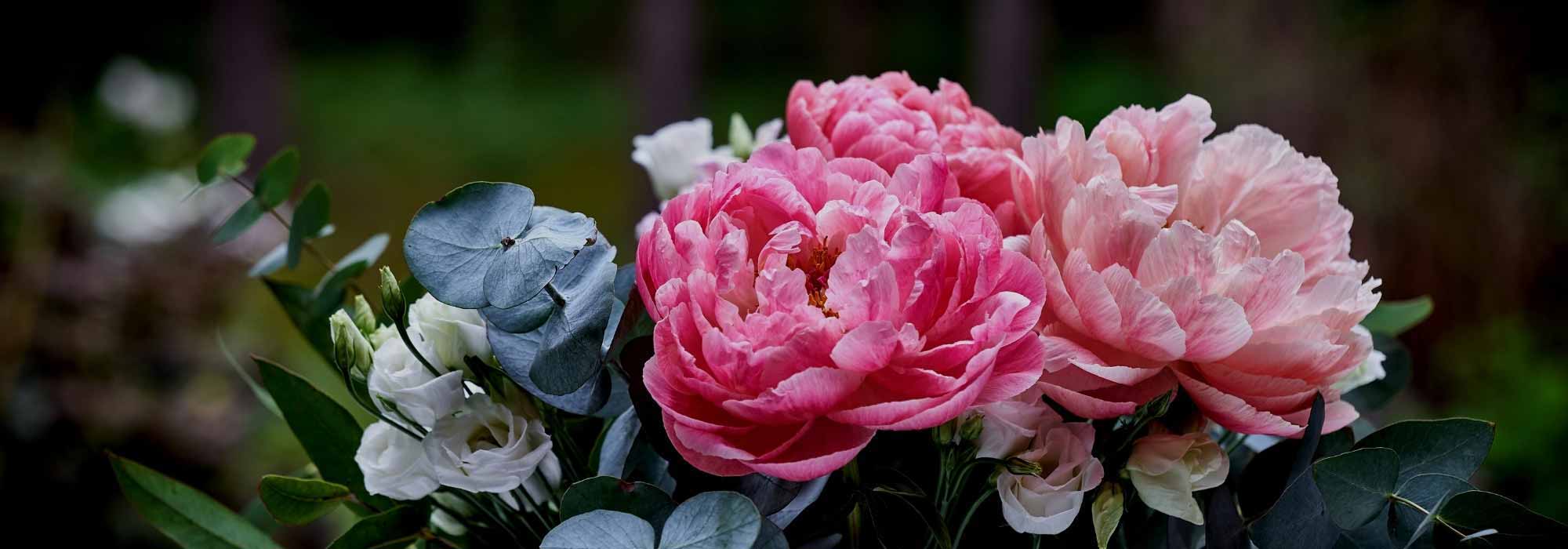 Les meilleures pivoines pour bouquets