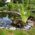 Plantes aquatiques : comment bien les installer dans un bassin