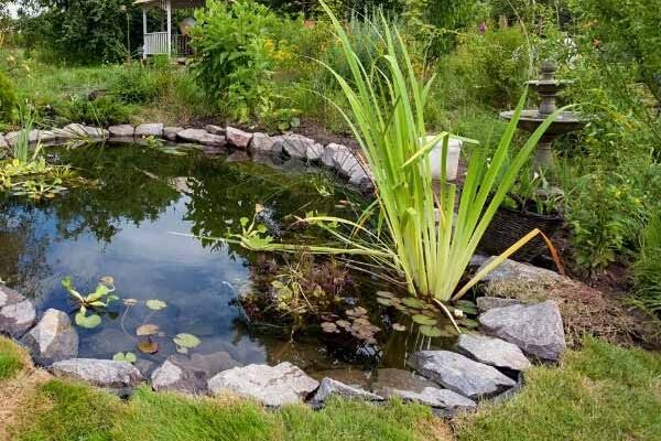 Plantes aquatiques : comment bien les installer dans un bassin