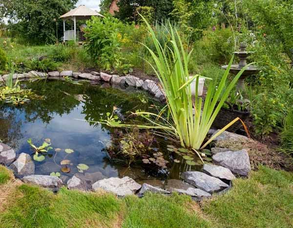 Plantes aquatiques : comment bien les installer dans un bassin