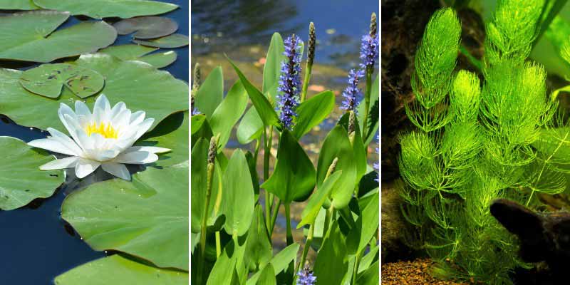 Différents types de plantes aquatiques