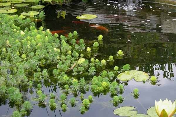 Plantes oxygénantes : comment les installer dans un bassin ?