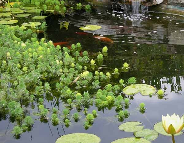 Plantes oxygénantes : comment les installer dans un bassin ?