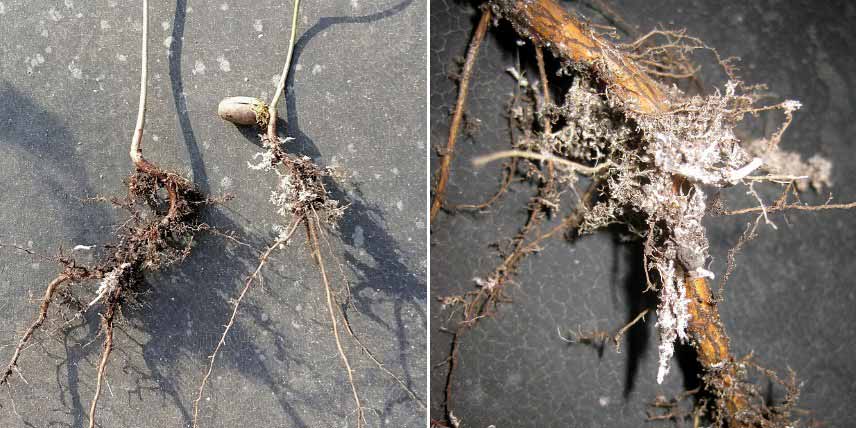 Des mycorhizes visibles sur des racines