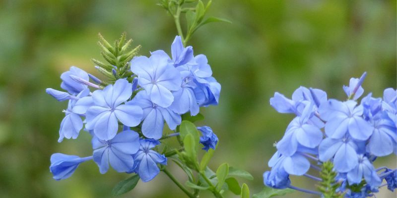 fleurs dentelaire du cap