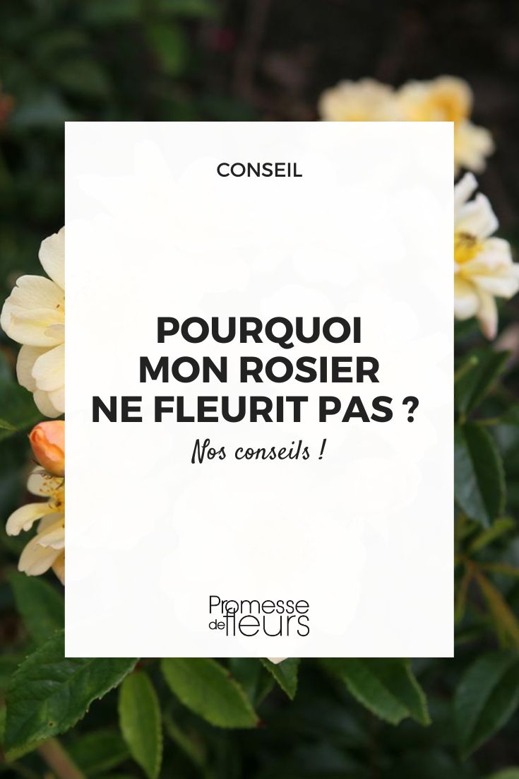 conseils floraison rosier