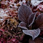 Les bons gestes pour protéger vos hortensias en hiver