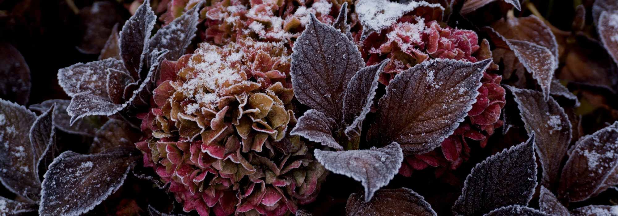 Protéger les plantes du froid et du gel en hiver - Promesse de Fleurs