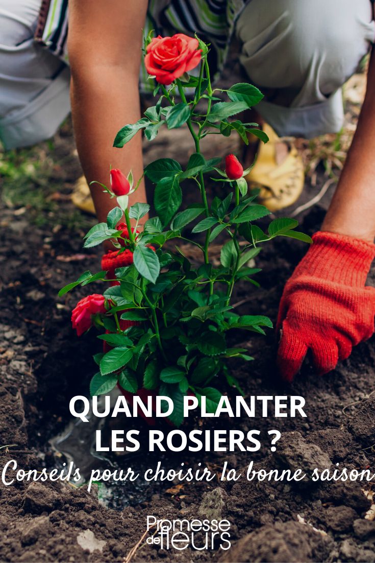 Comment cultiver un rosier en pot ? - Promesse de Fleurs